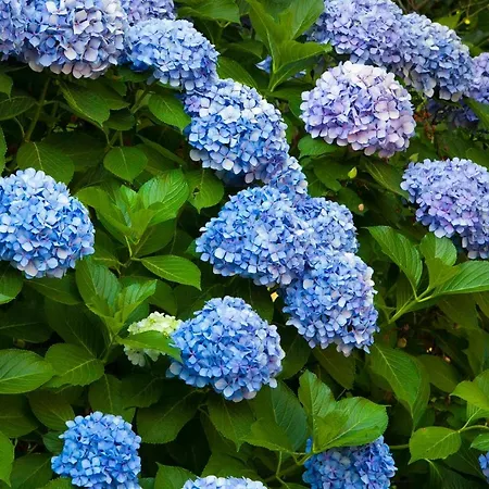 欧瑞安娜黎莱斯别墅酒店 4* 索伦托