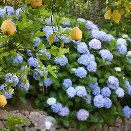 欧瑞安娜黎莱斯别墅酒店 4* 索伦托